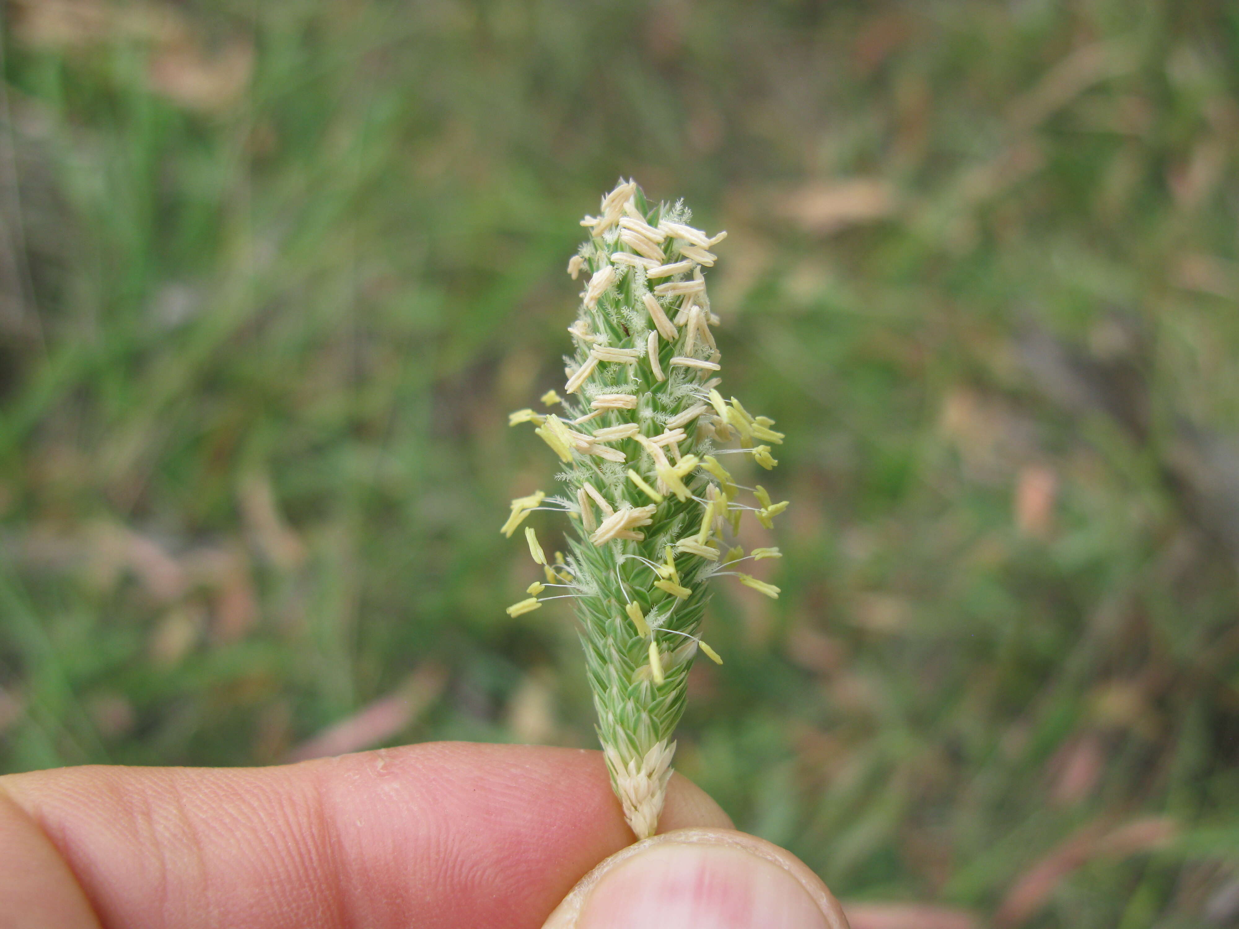 Image of bulbous canarygrass