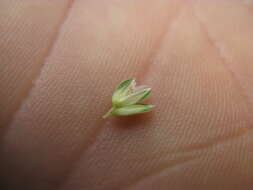 Image of bulbous canarygrass