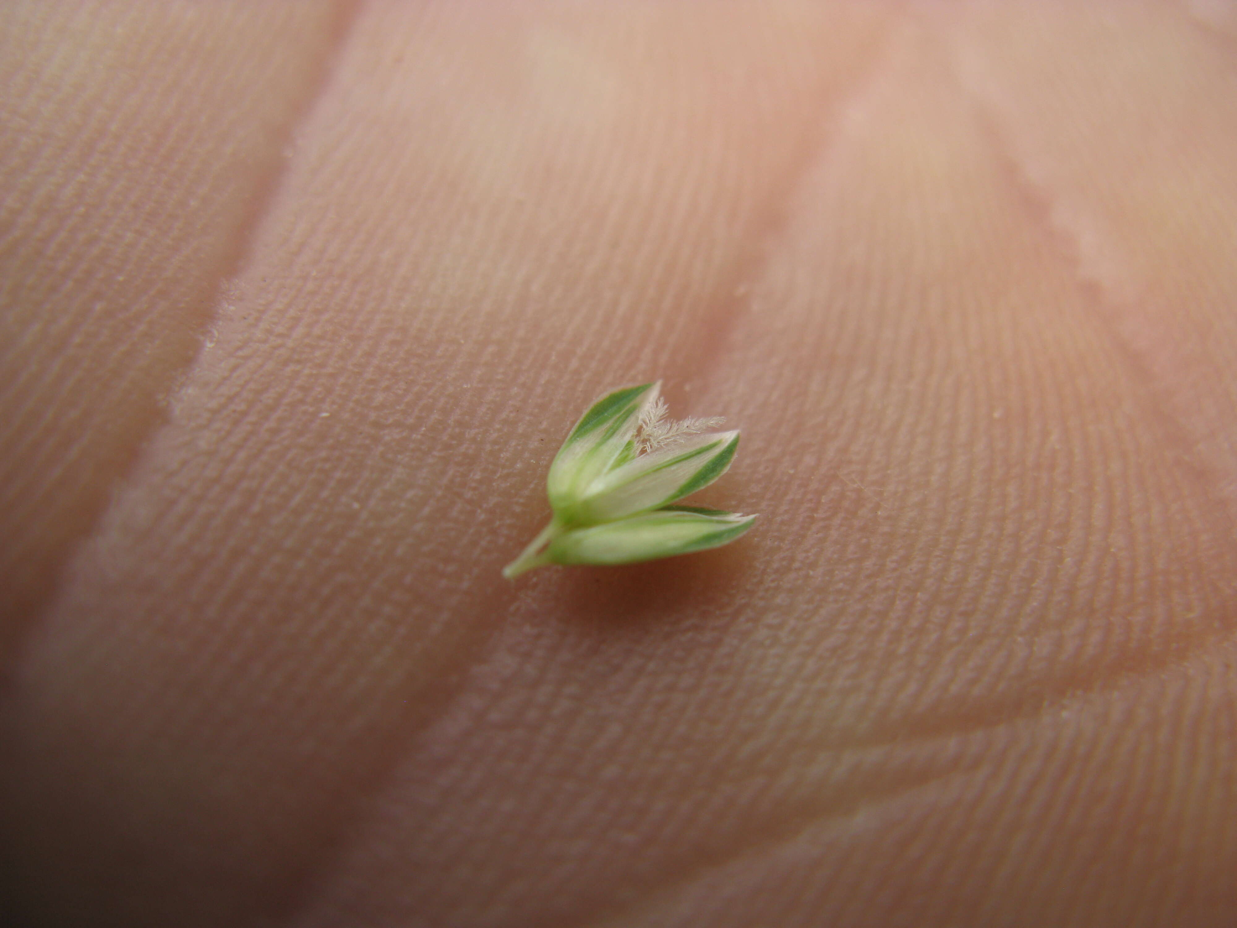 Image of bulbous canarygrass