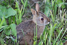 Imagem de Sylvilagus obscurus Chapman, Cramer, Deppenaar & Robinson 1992