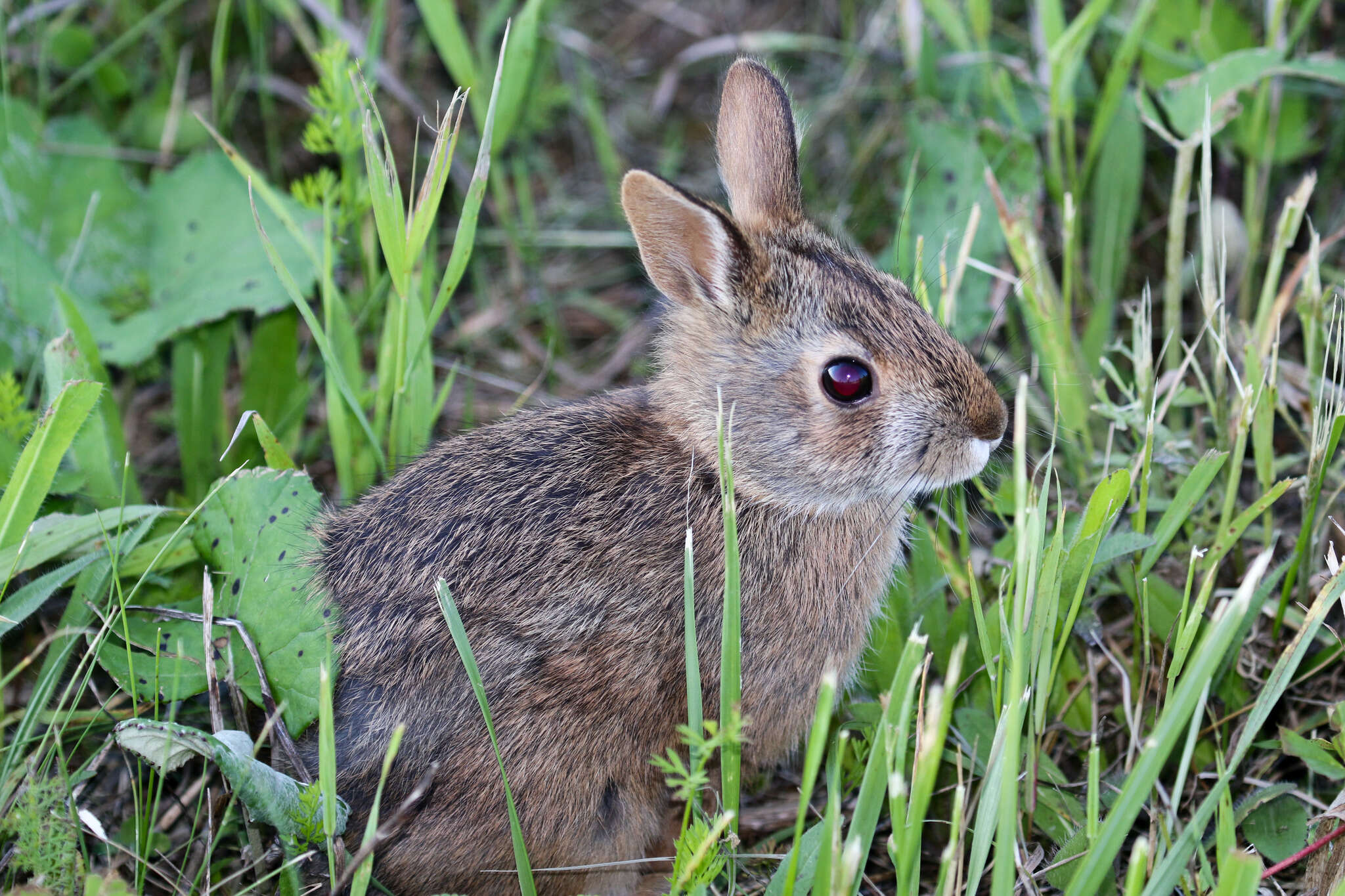 Imagem de Sylvilagus obscurus Chapman, Cramer, Deppenaar & Robinson 1992