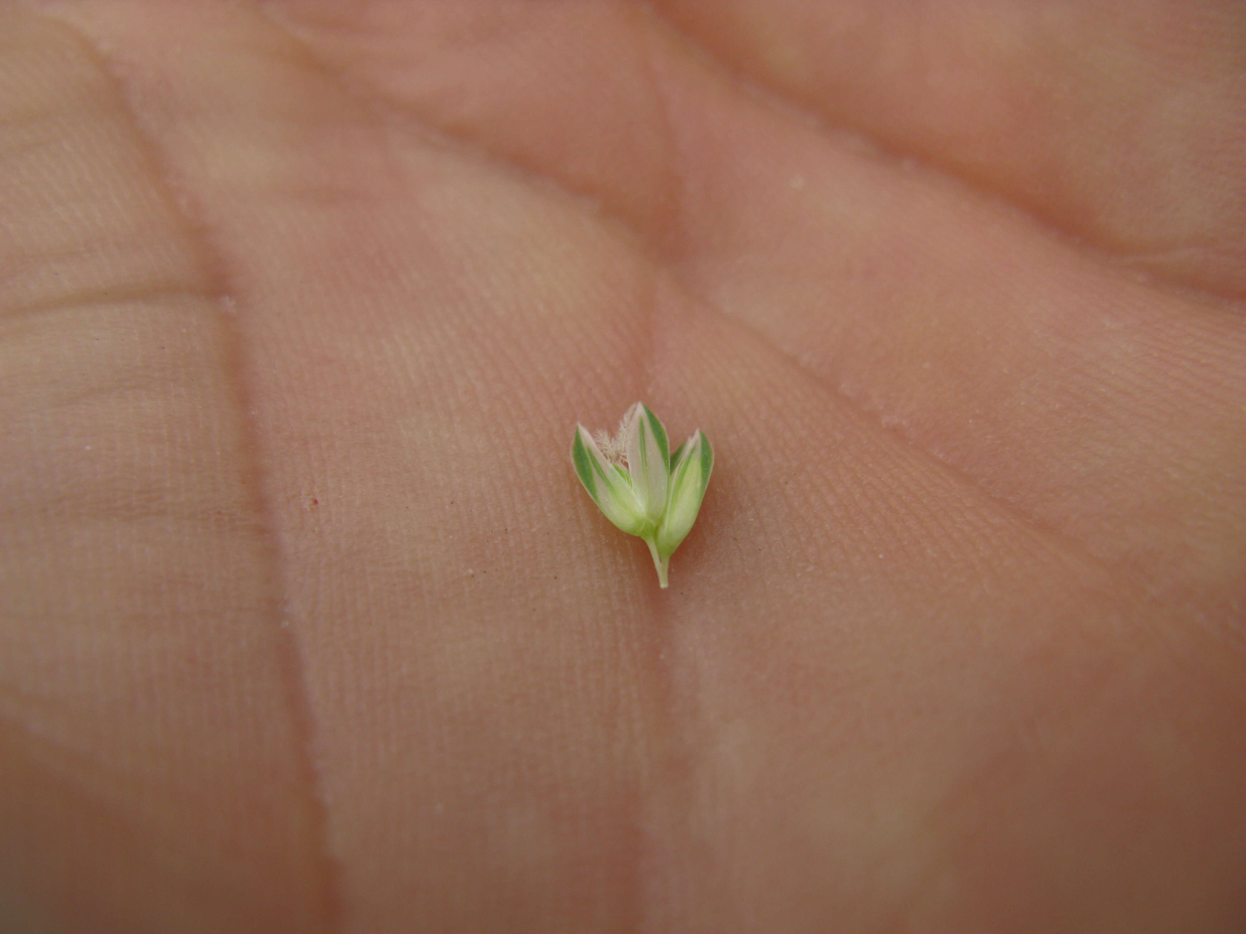 Image of bulbous canarygrass