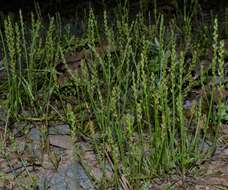 Image of Slender Plantain