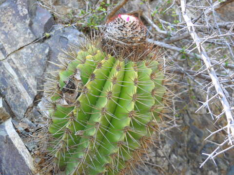 Melocactus harlowii (Britton & Rose) Vaupel resmi