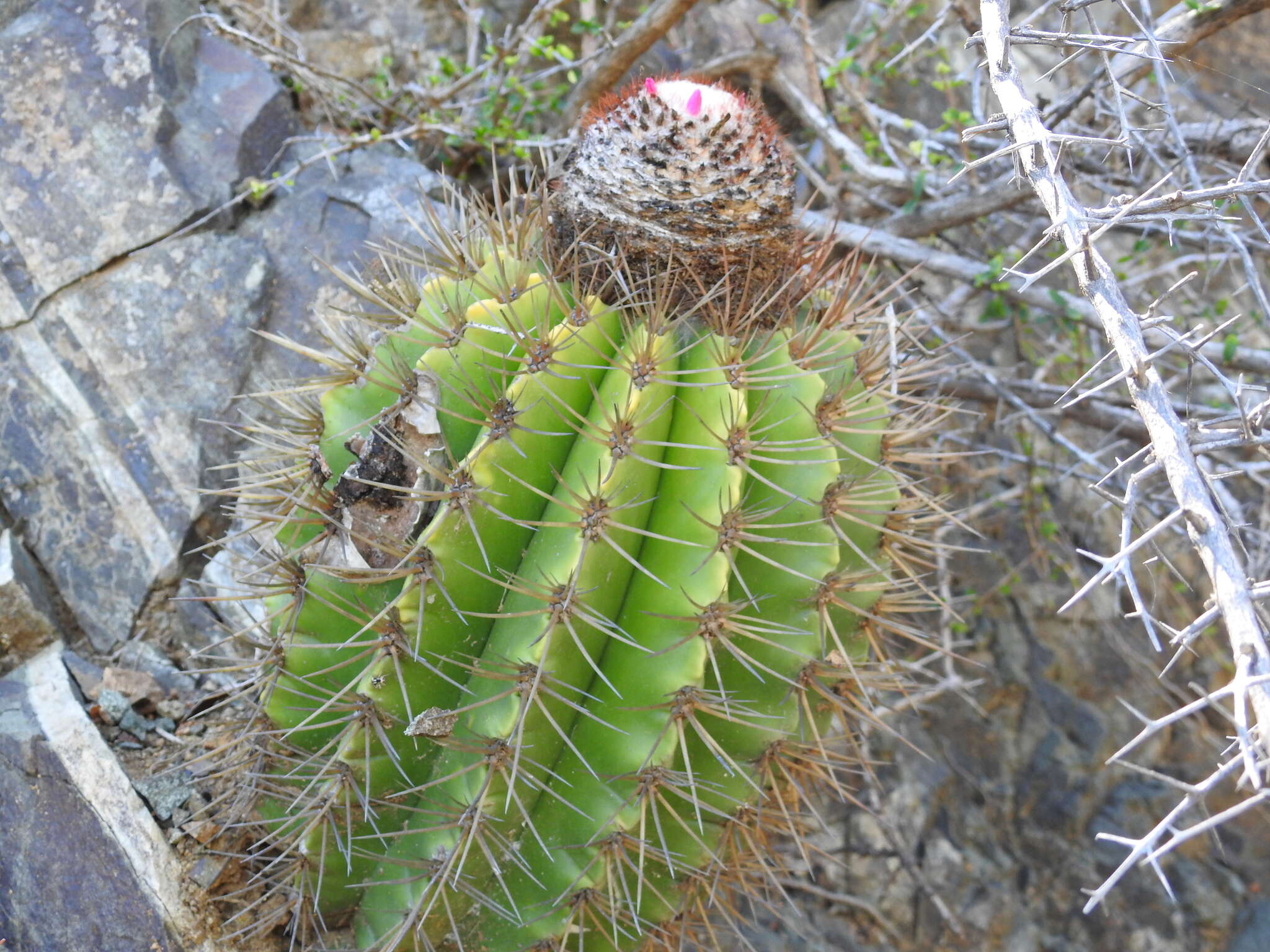 Image of Melocactus harlowii (Britton & Rose) Vaupel