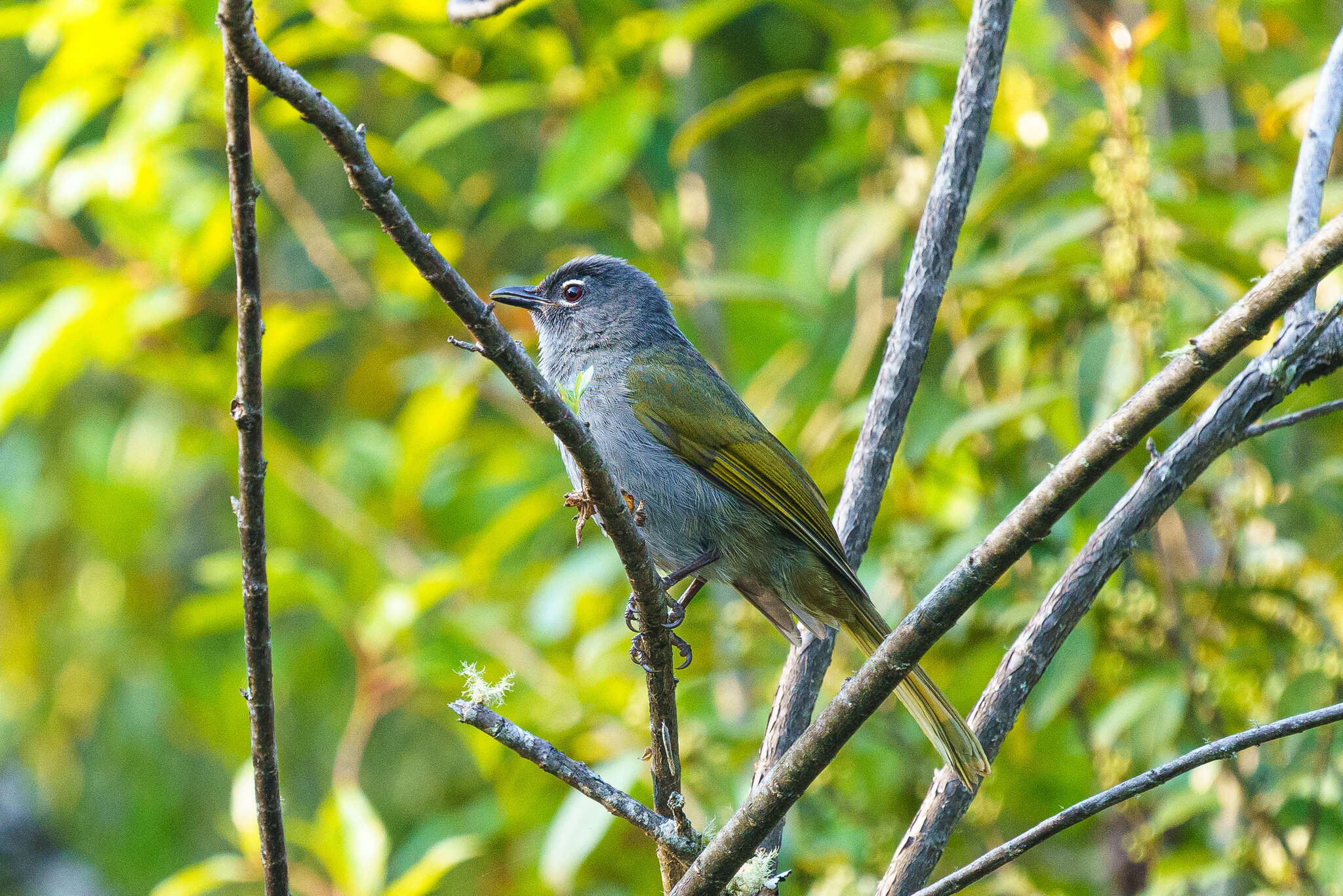 Image of Black-browed Greenbul