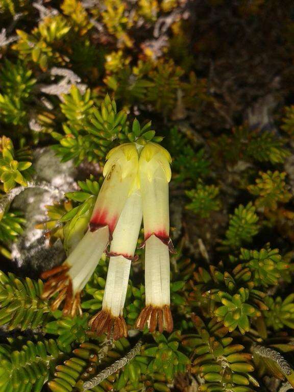 Image of Erica banksia subsp. banksia