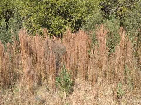 Image of Schizachyrium microstachyum (Desv.) Roseng., B. R. Arrill. & Izag.