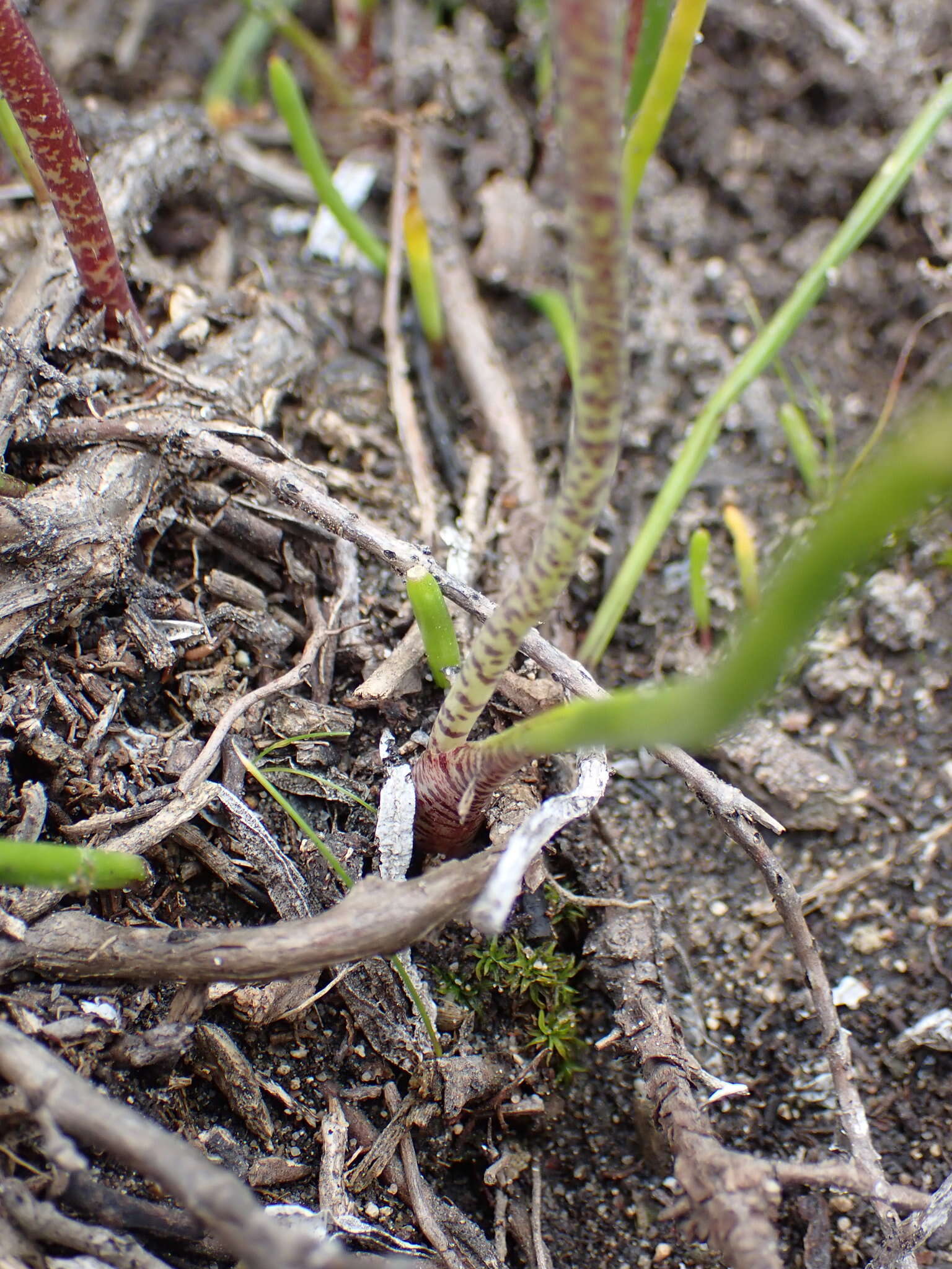 Image of Lachenalia juncifolia Baker