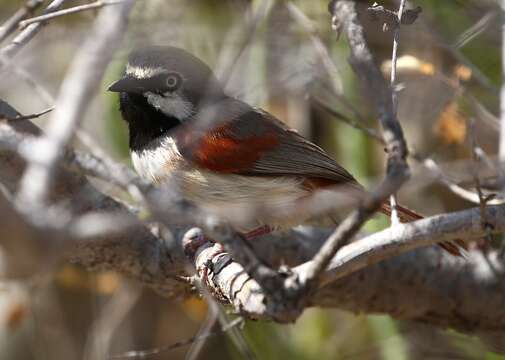 Image of Red-shouldered Vanga