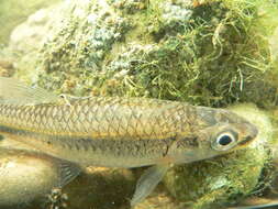 Imagem de Notropis volucellus (Cope 1865)