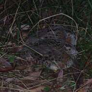 Image of Painted Buttonquail