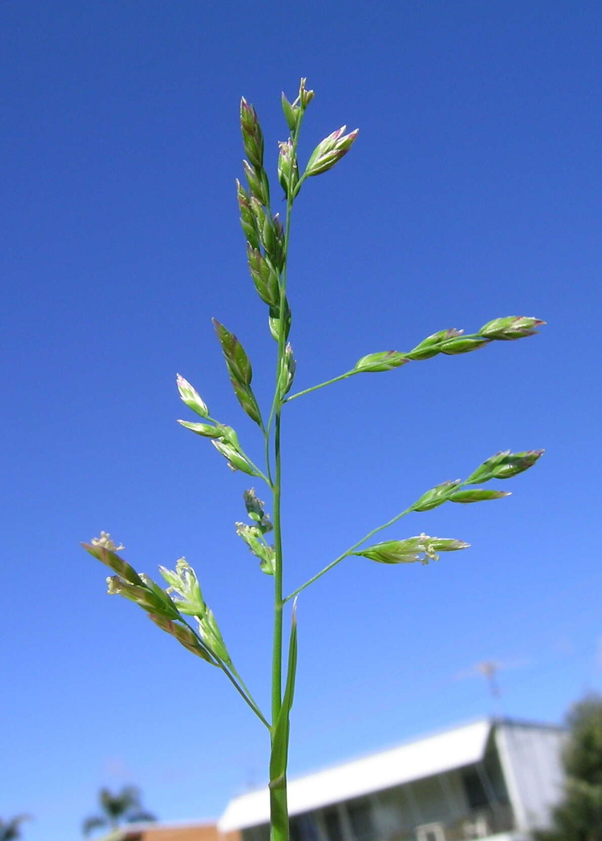 Image of Annual Meadow Grass