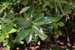 Image of Berberis pseudoilicifolia Skottsb.