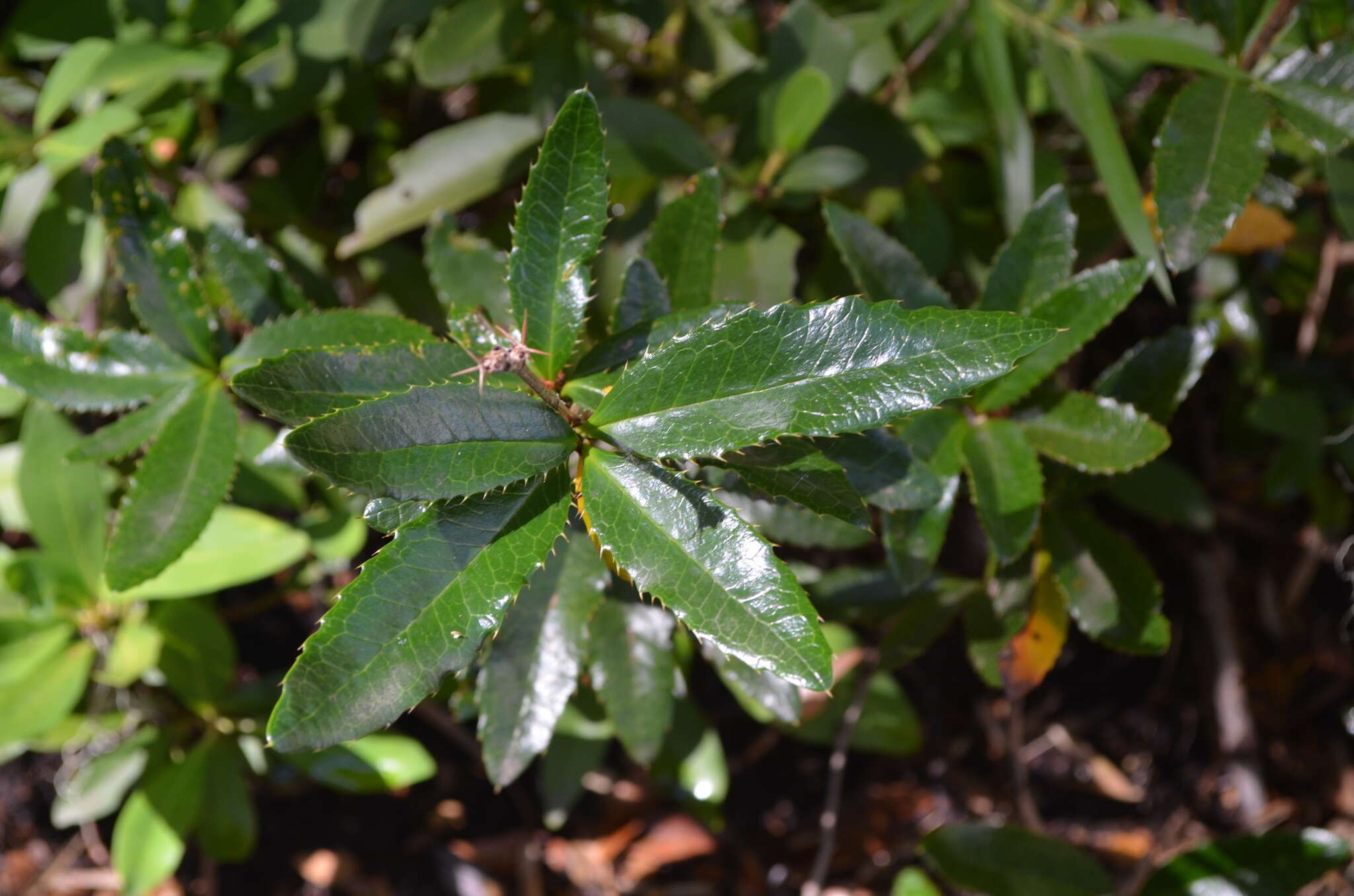 Image of Berberis pseudoilicifolia Skottsb.