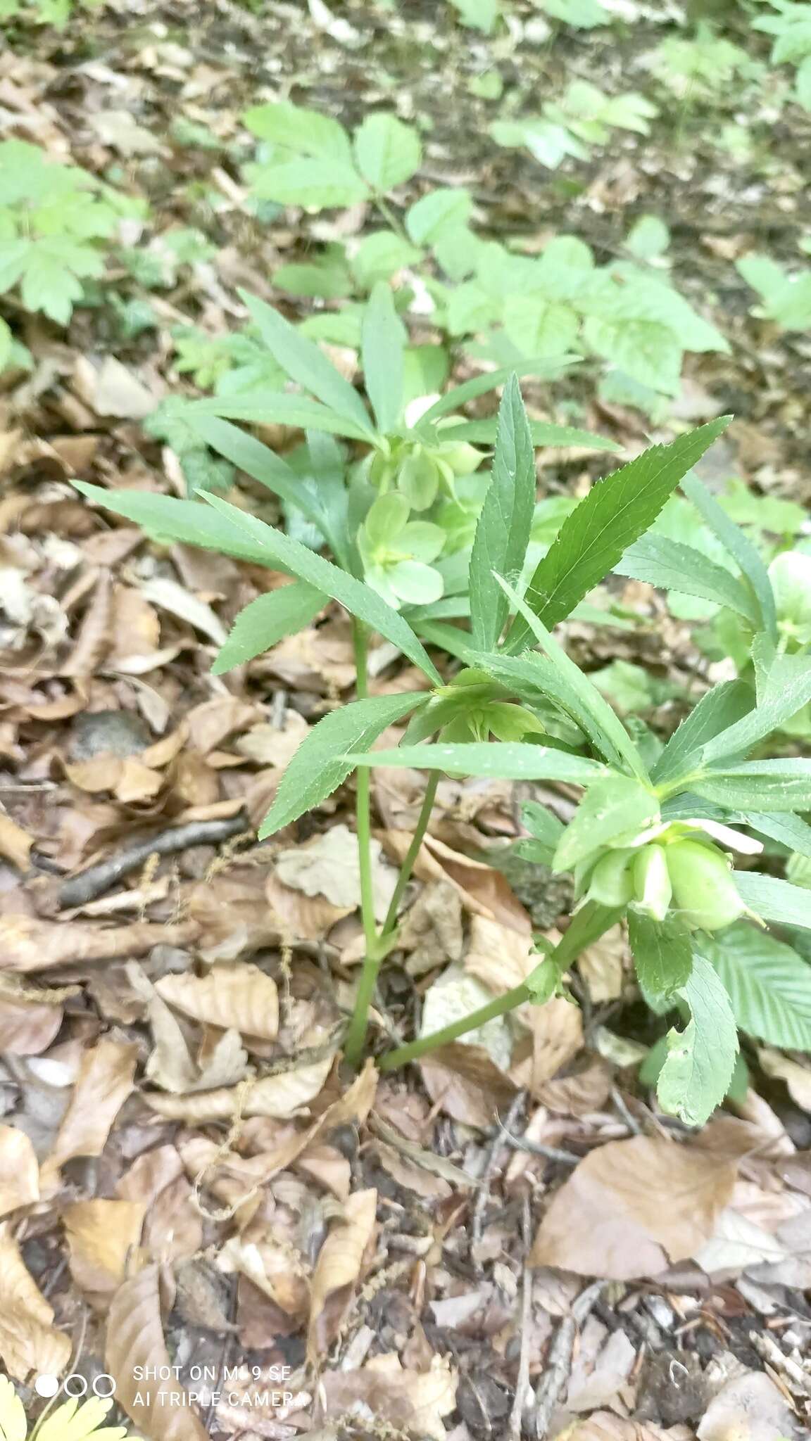 Image of Helleborus dumetorum subsp. dumetorum