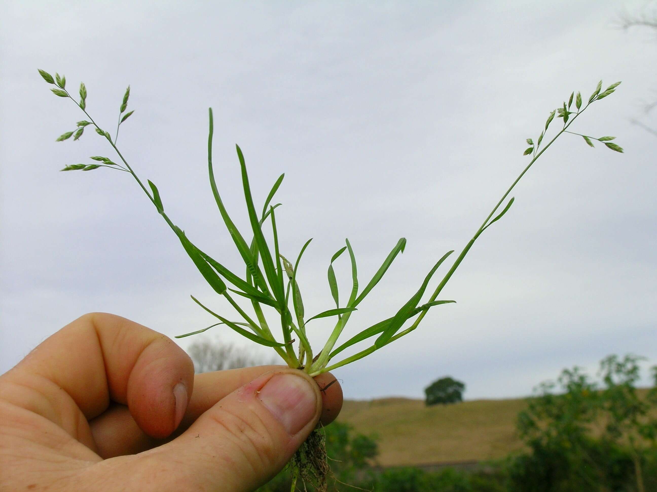 Image of Annual Meadow Grass