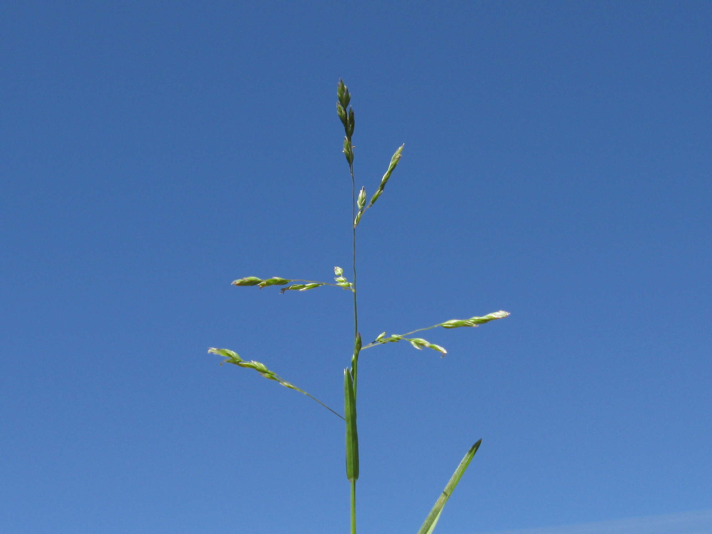 Image of Annual Meadow Grass