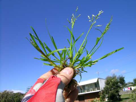 Image of Annual Meadow Grass