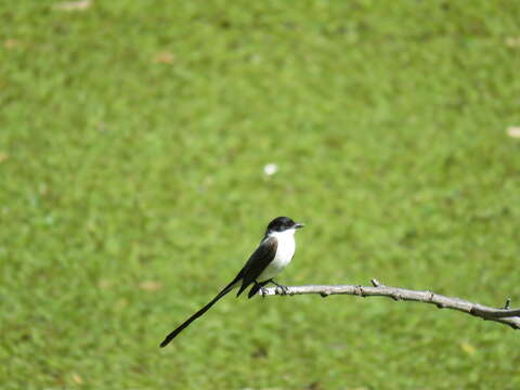 Image of Fork-tailed Flycatcher