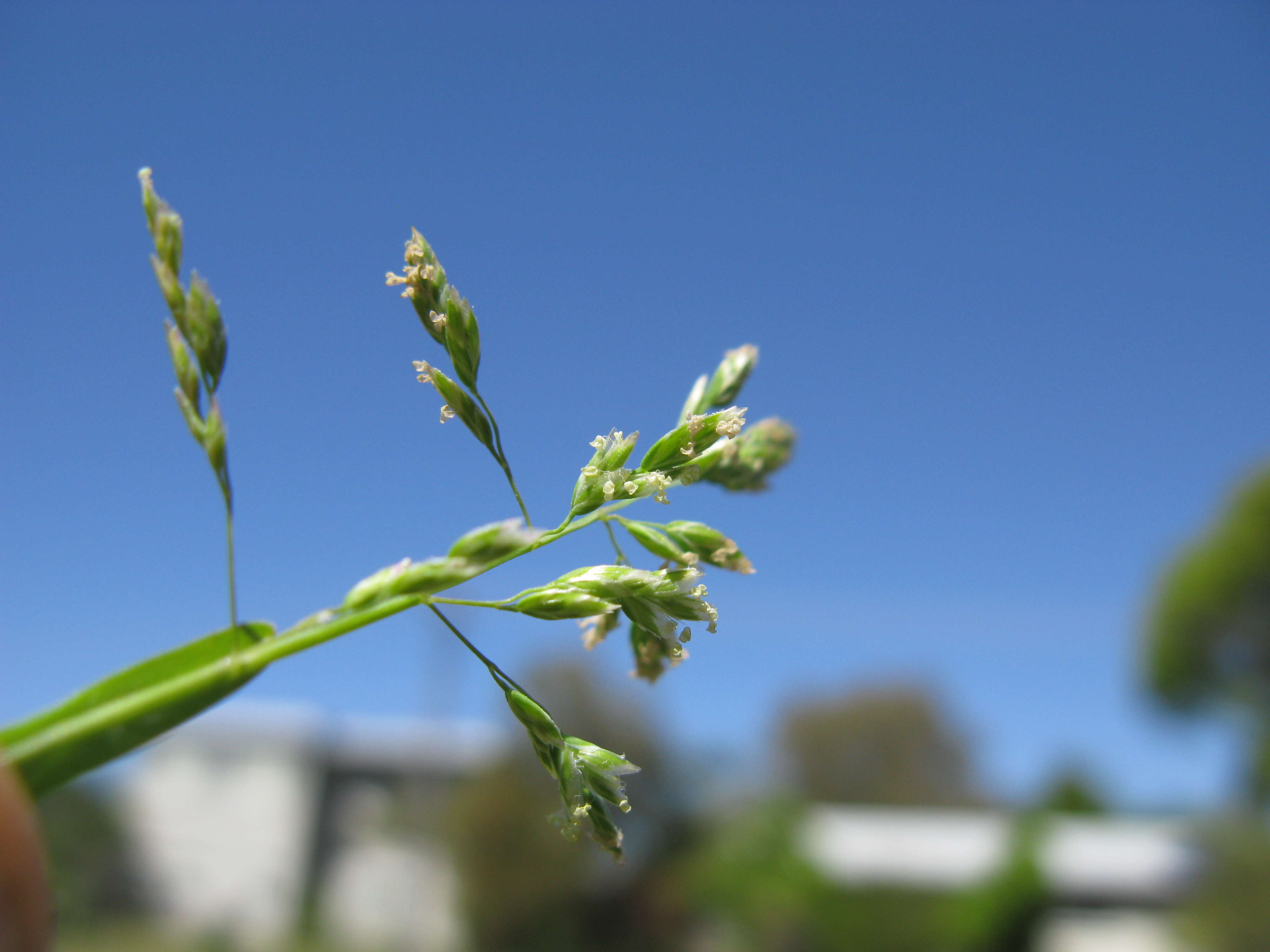 Image of Annual Meadow Grass