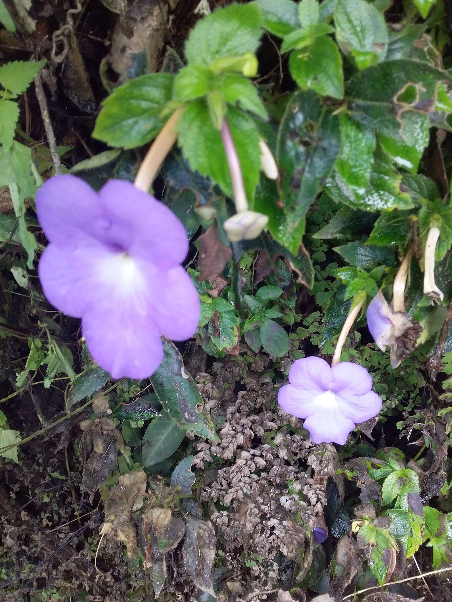 Image of Achimenes longiflora DC.