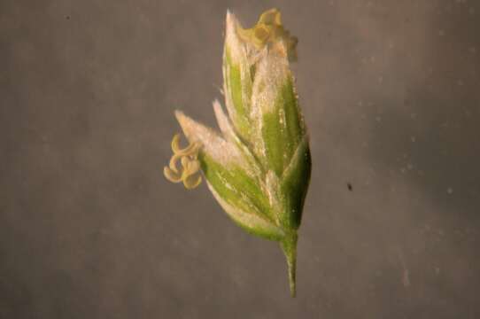 Image of Annual Meadow Grass