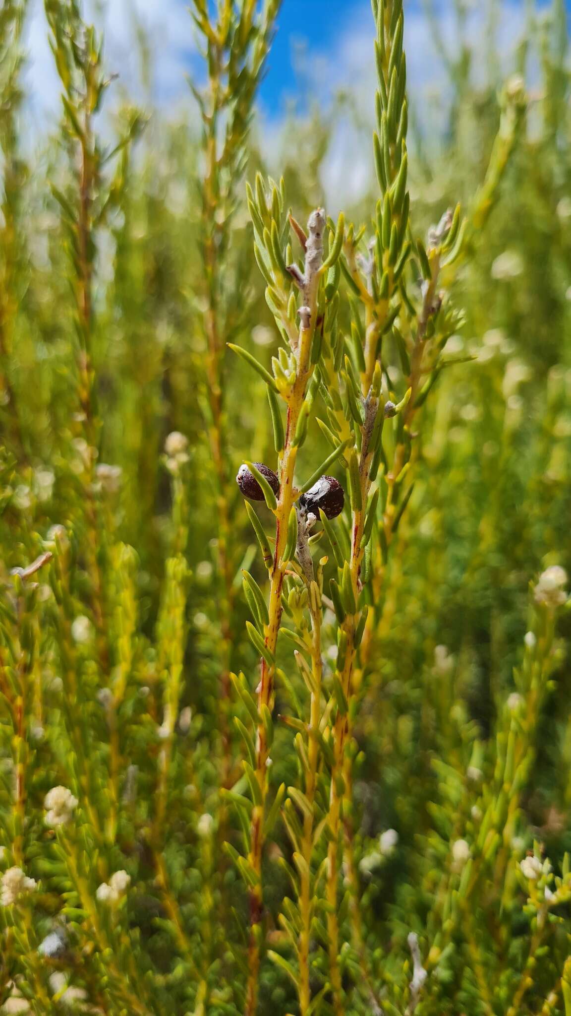 Image of Phylica cryptandroides Sond.