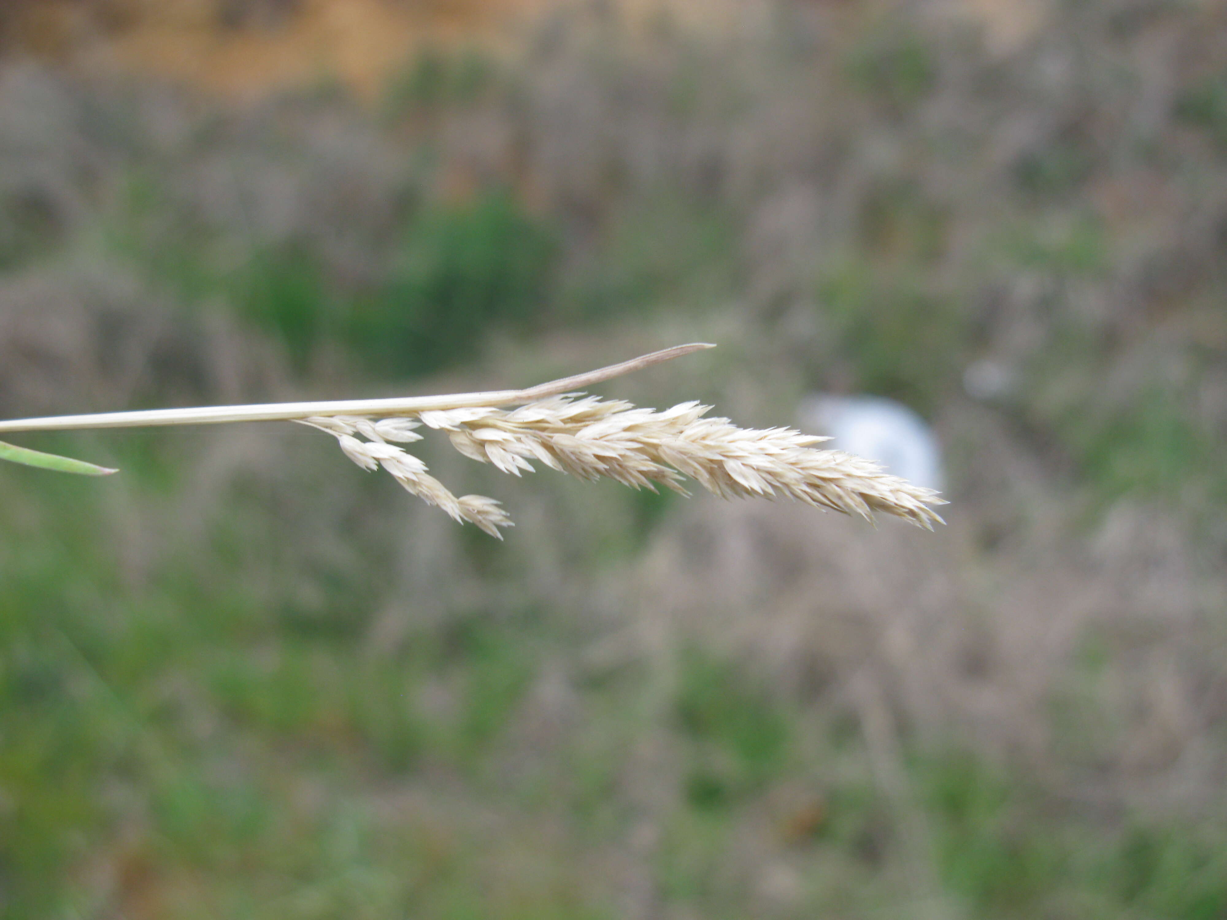 Image of bulbous bluegrass