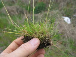 Imagem de Poa bulbosa L.