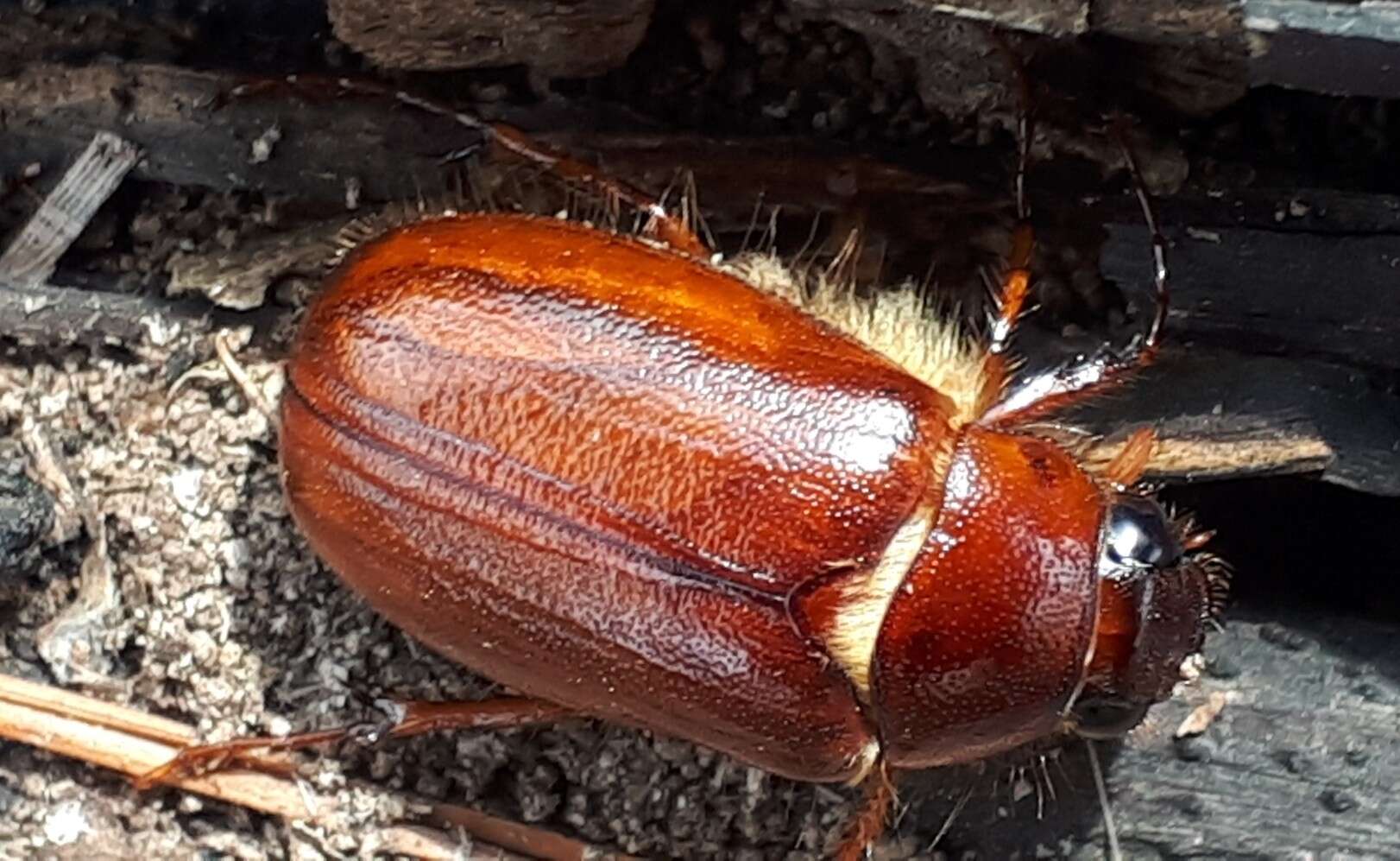 Image of Phyllophaga (Phyllophaga) futilis (Le Conte 1850)