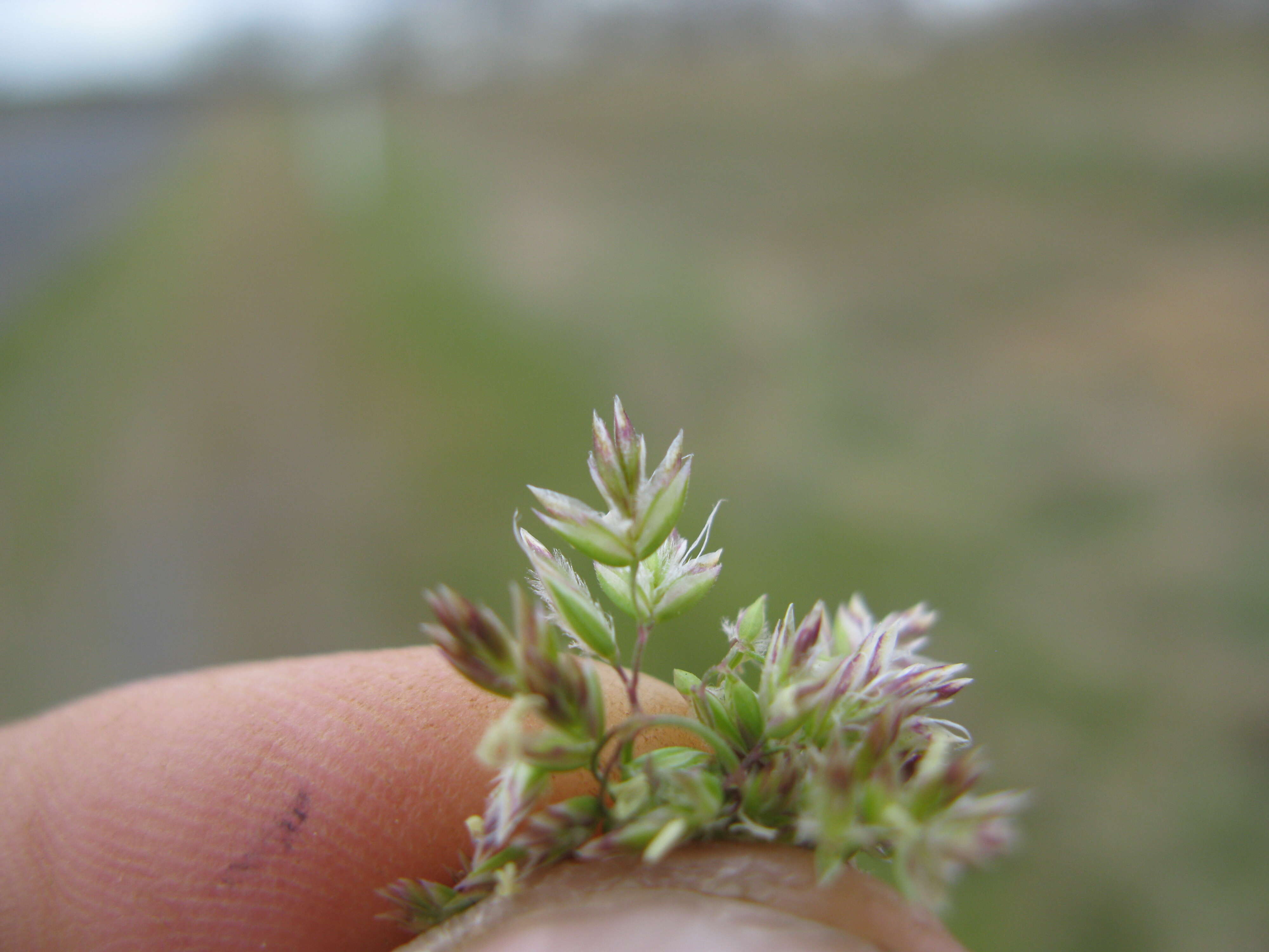 Imagem de Poa bulbosa L.