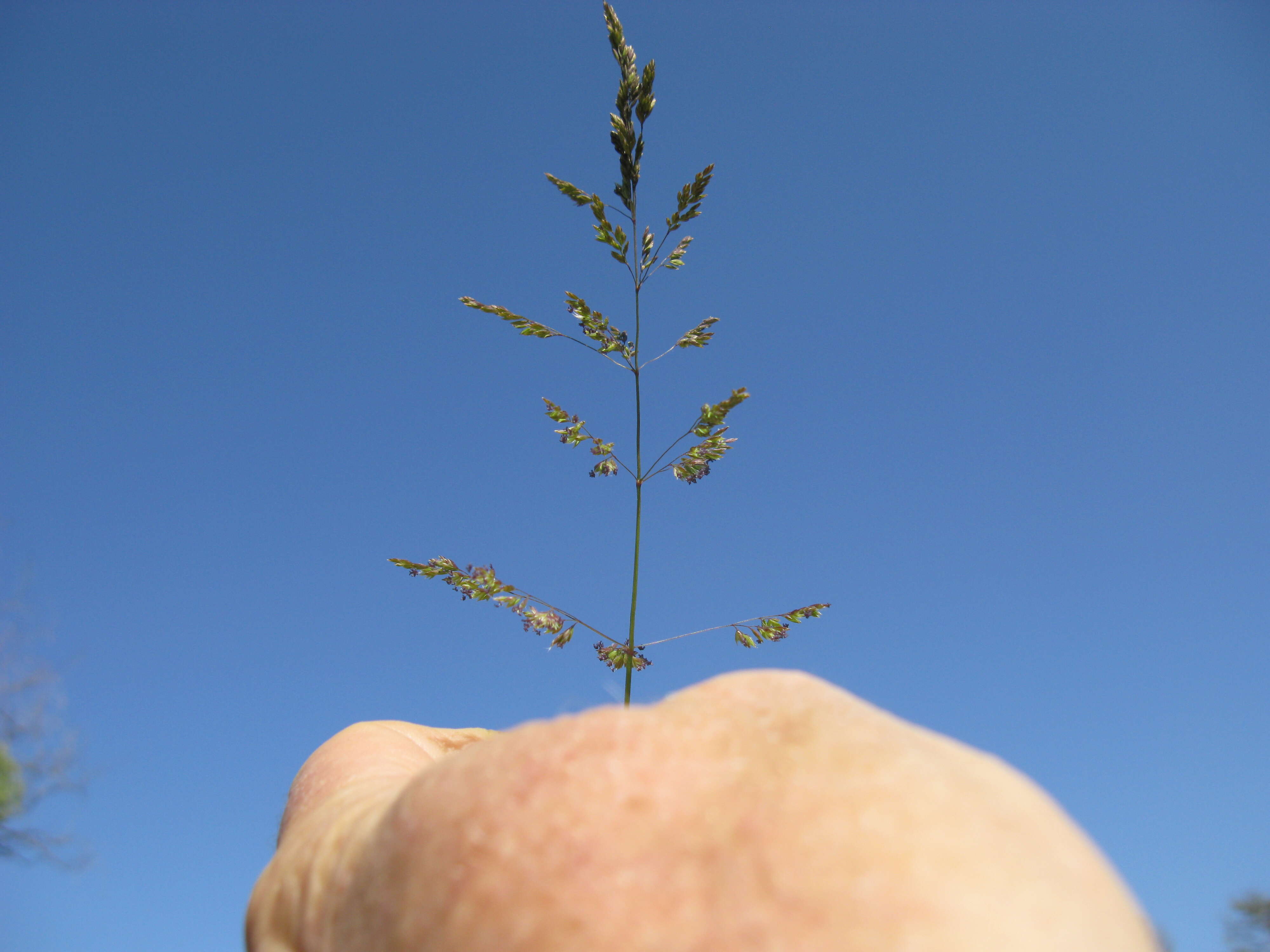 Imagem de Poa bulbosa L.