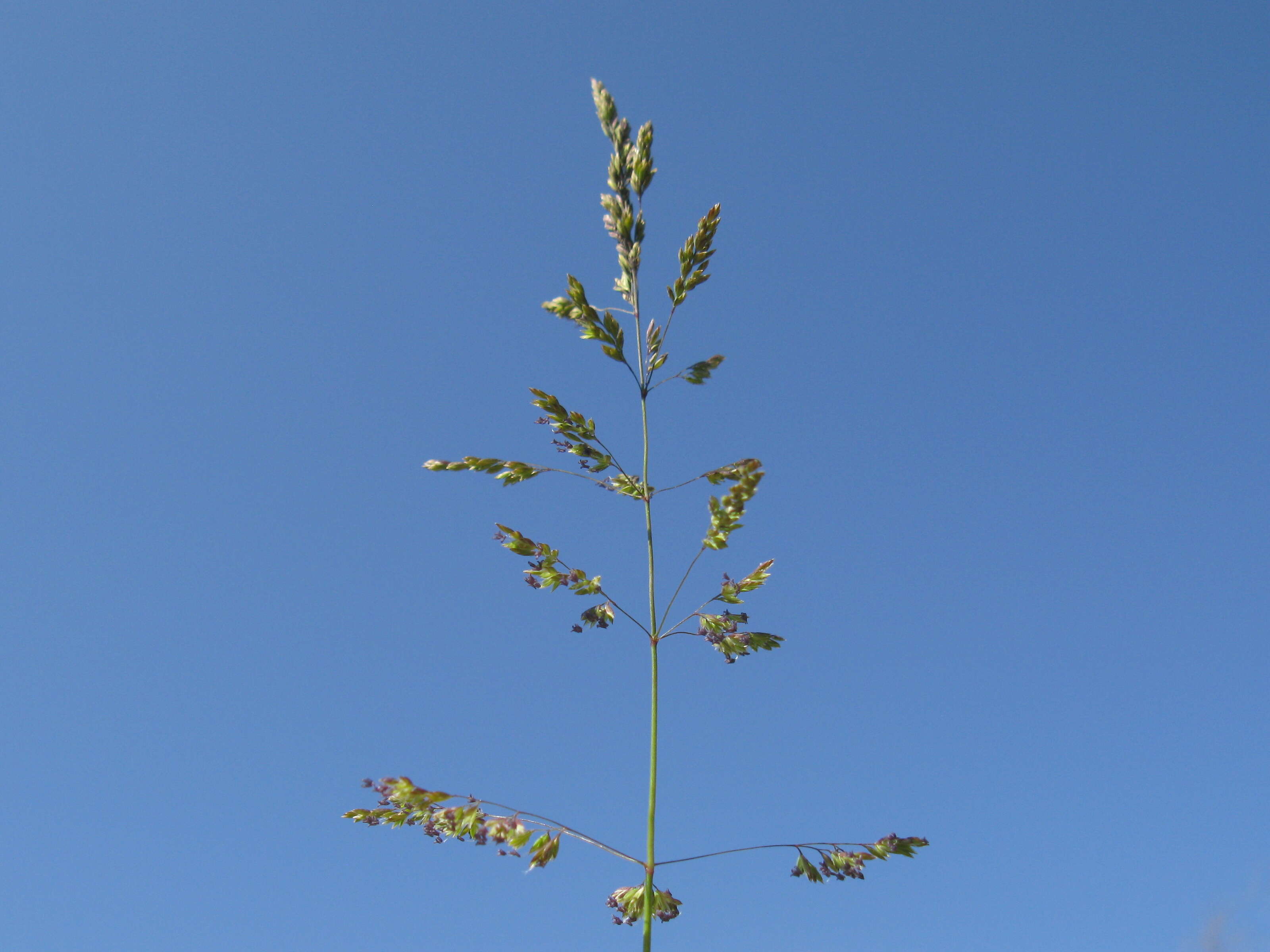 Image of bulbous bluegrass