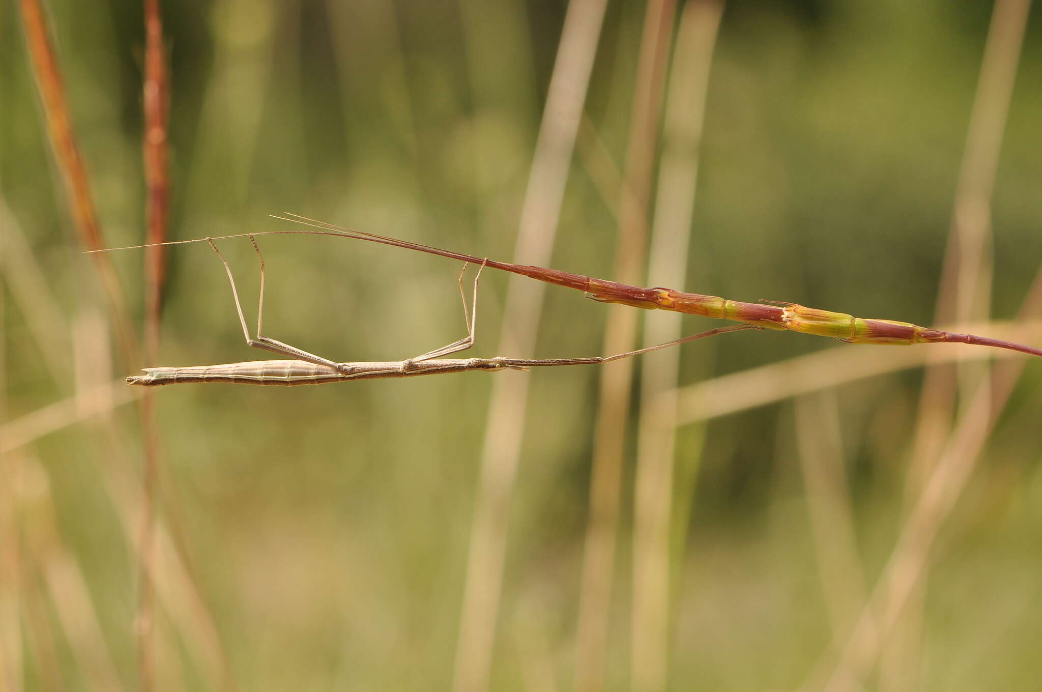 Image of Pijnackeria masettii Scali, Milani & Passamonti 2013