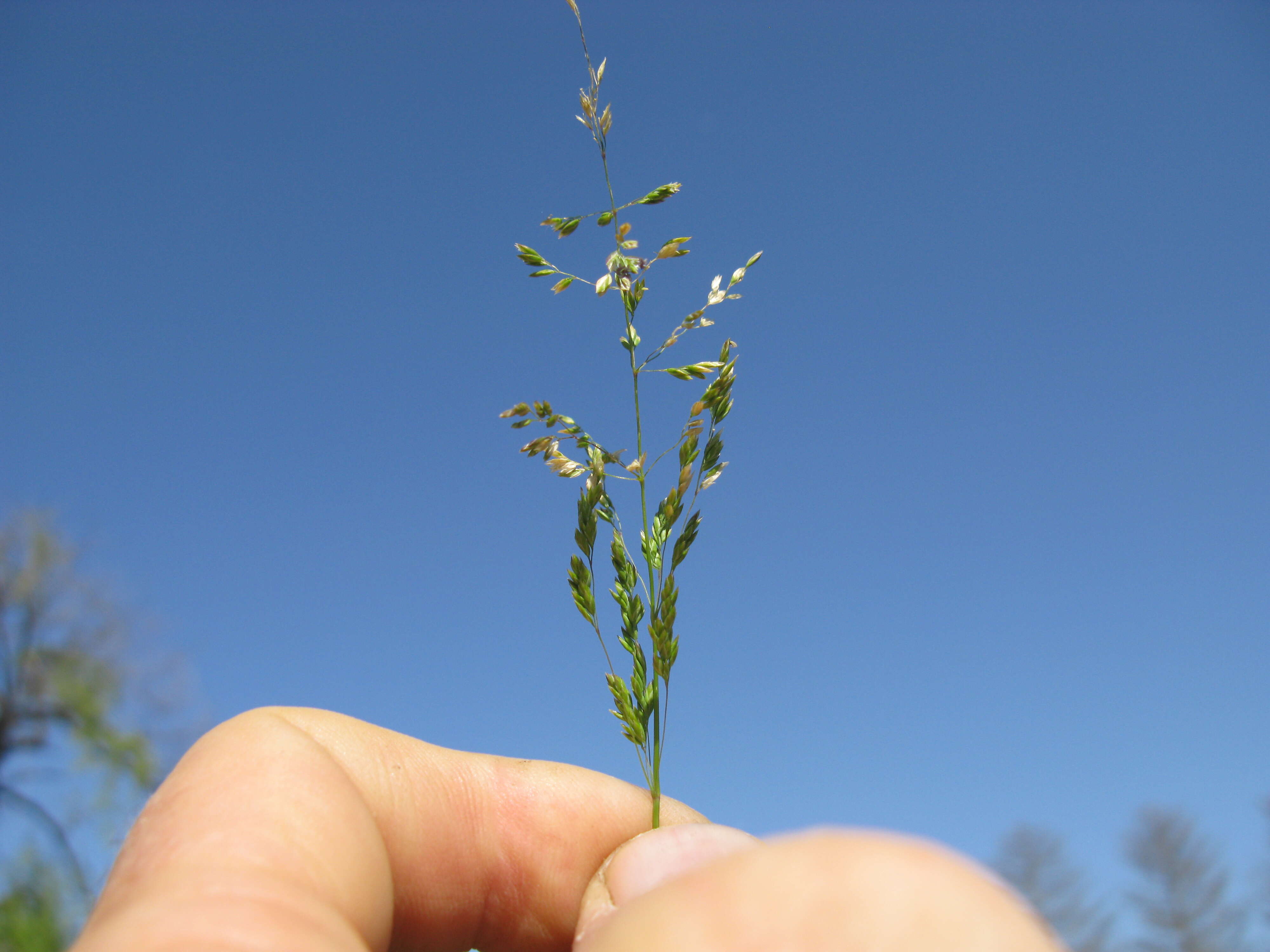 Image of bulbous bluegrass