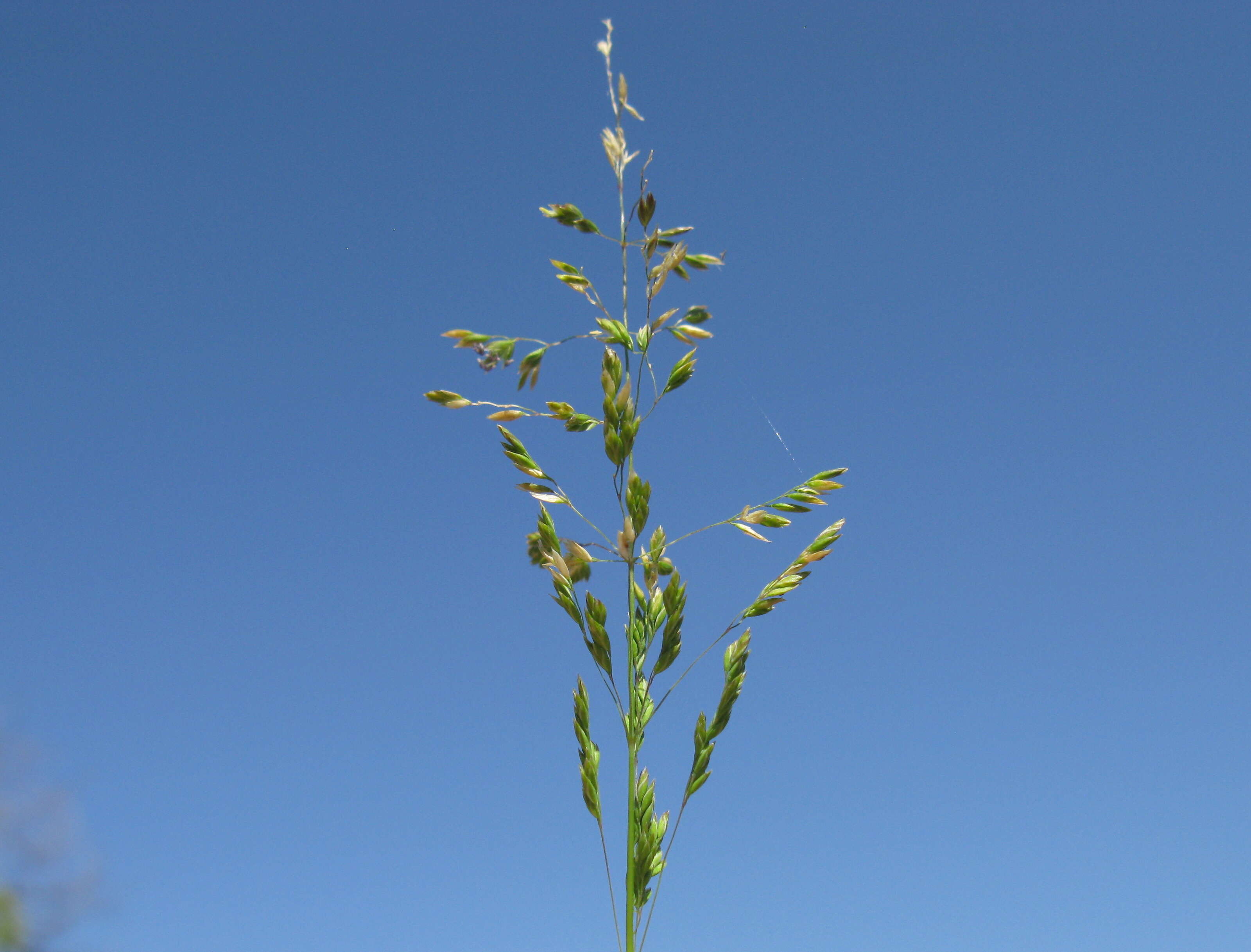 Imagem de Poa bulbosa L.