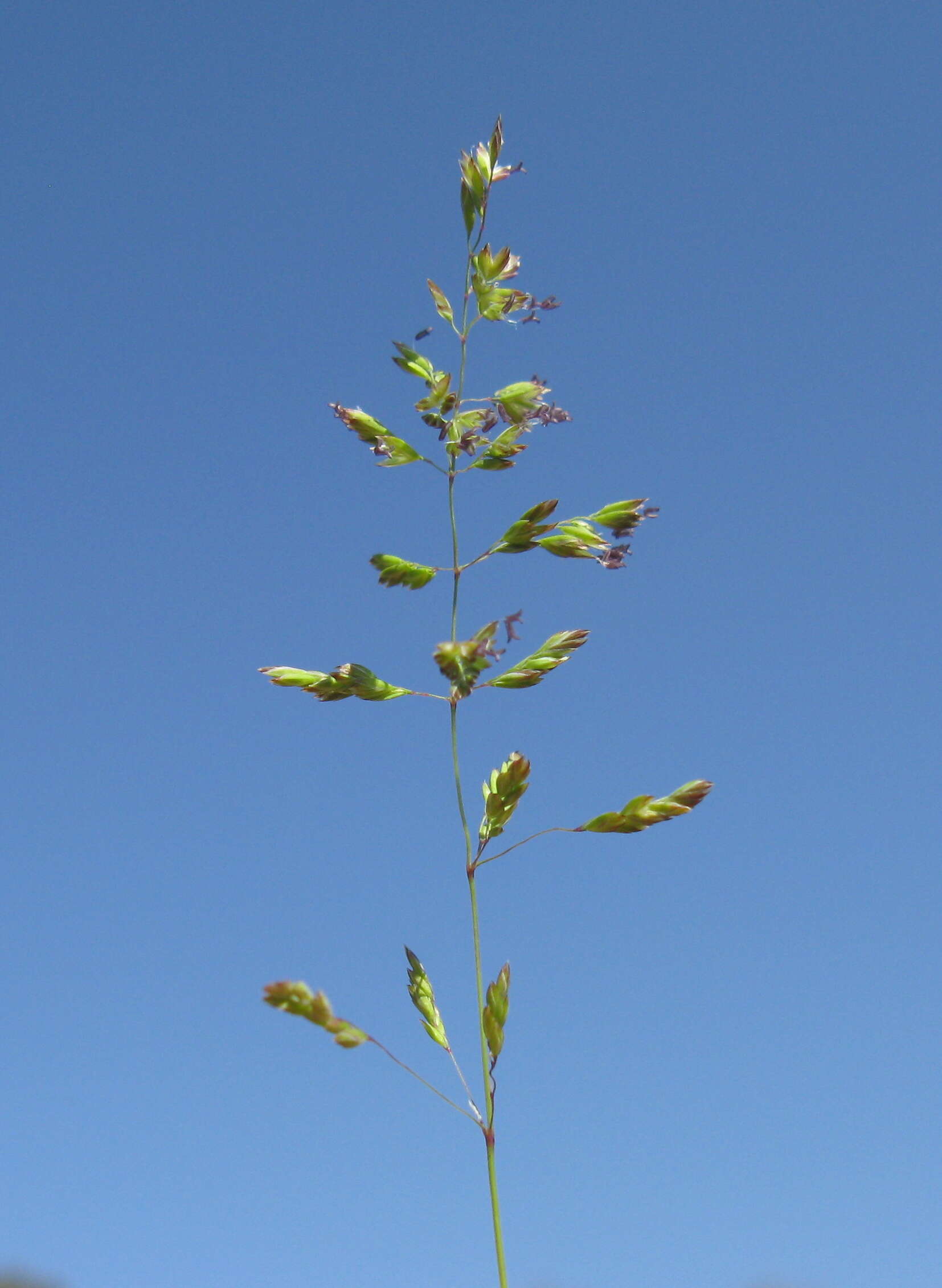 Imagem de Poa bulbosa L.