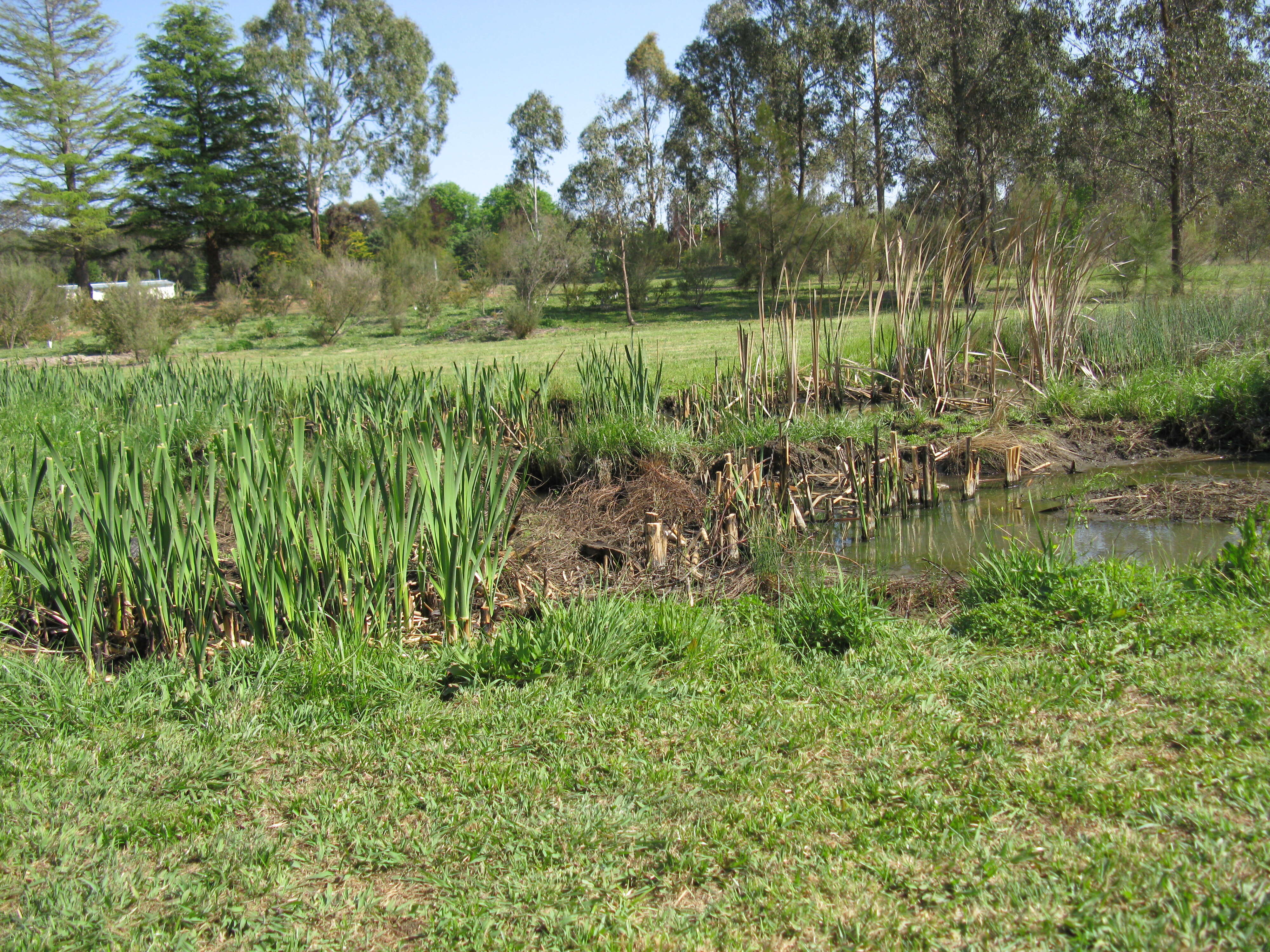 Imagem de Poa bulbosa L.