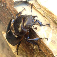 Image de Lucanus (Pseudolucanus) barbarossa Fabricius 1801