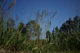 Imagem de Poa bulbosa L.