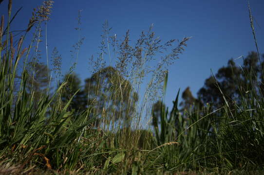 Imagem de Poa bulbosa L.