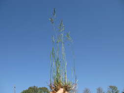 Imagem de Poa bulbosa L.