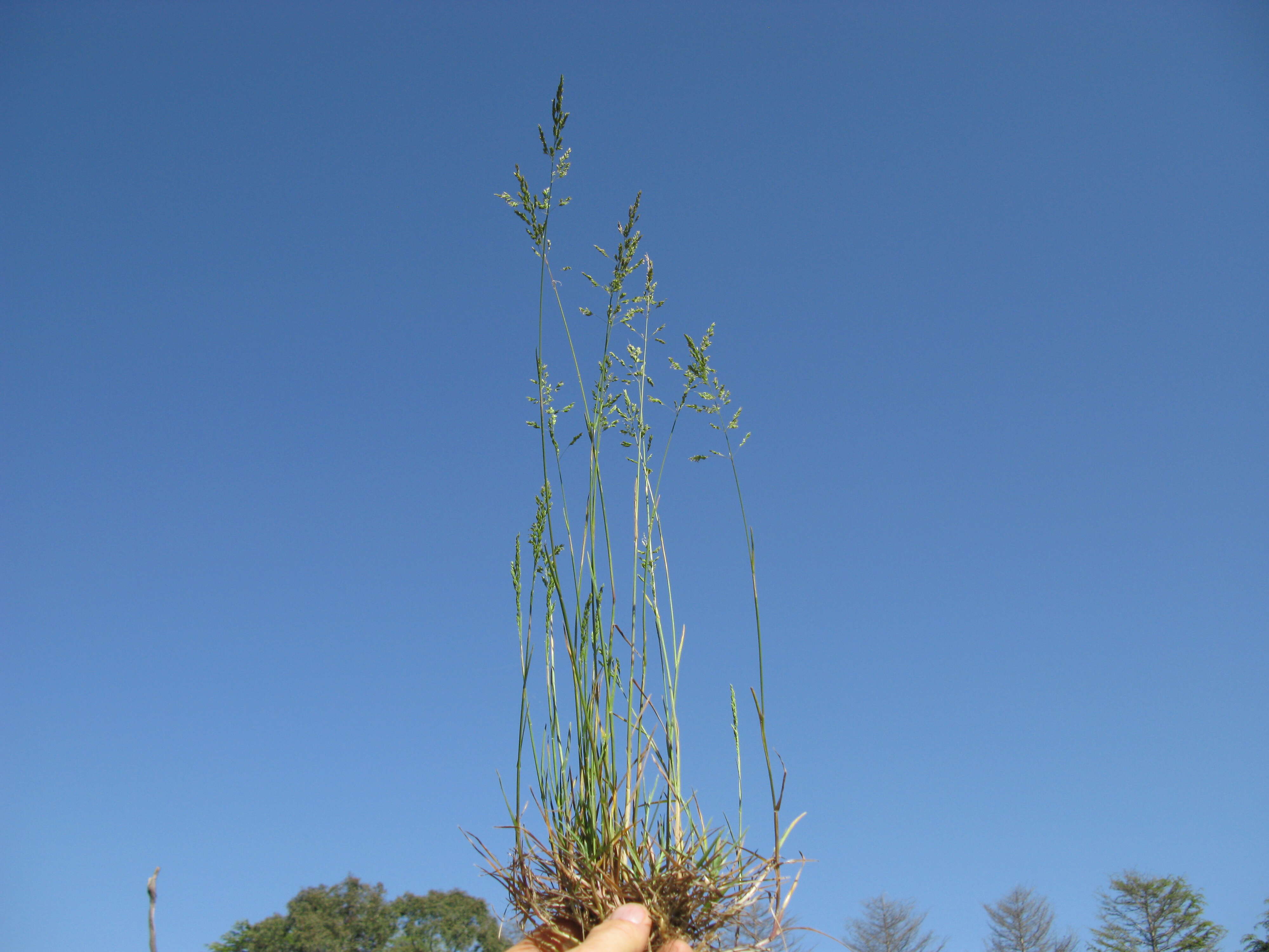 Imagem de Poa bulbosa L.