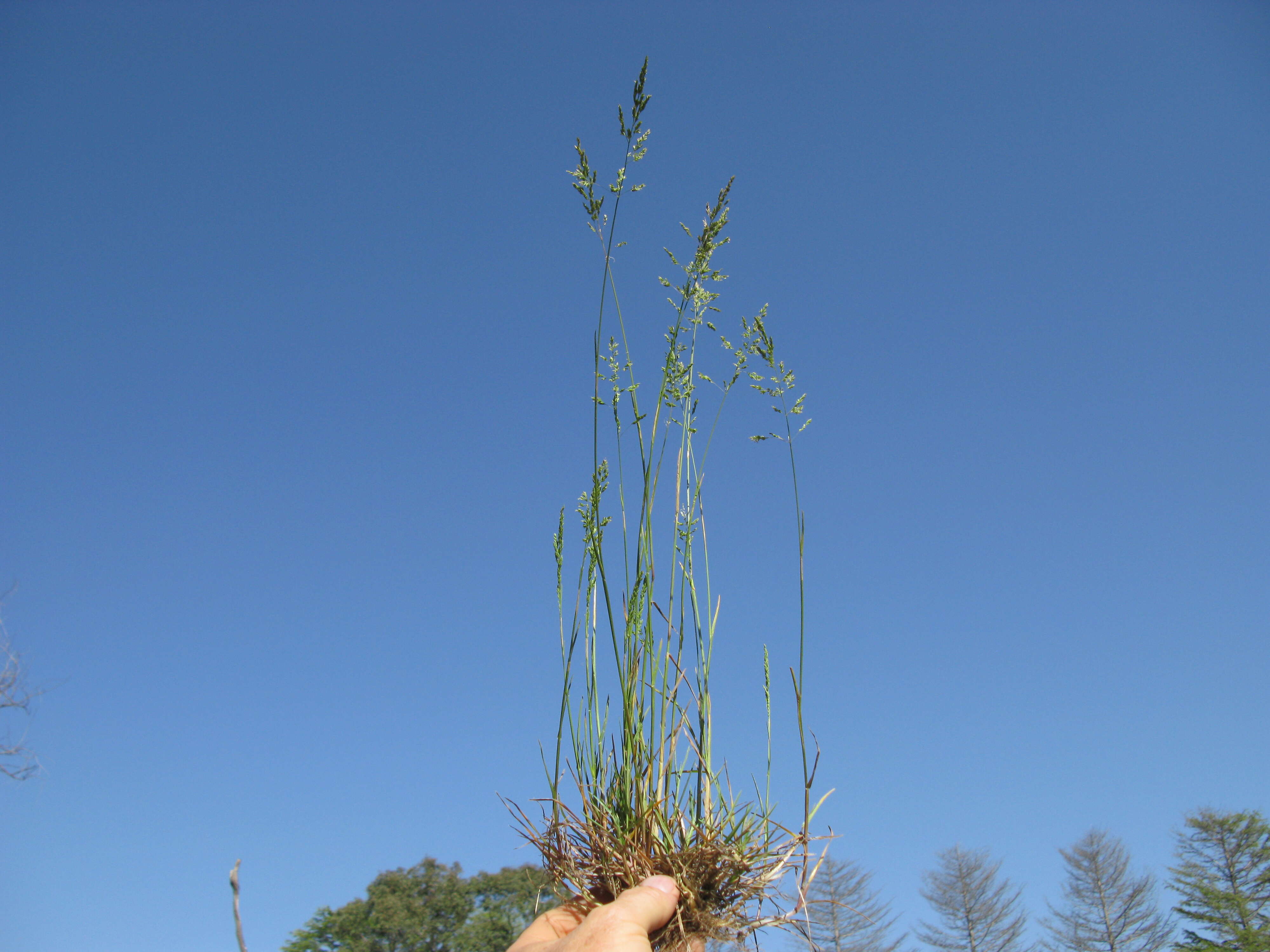 Image of bulbous bluegrass