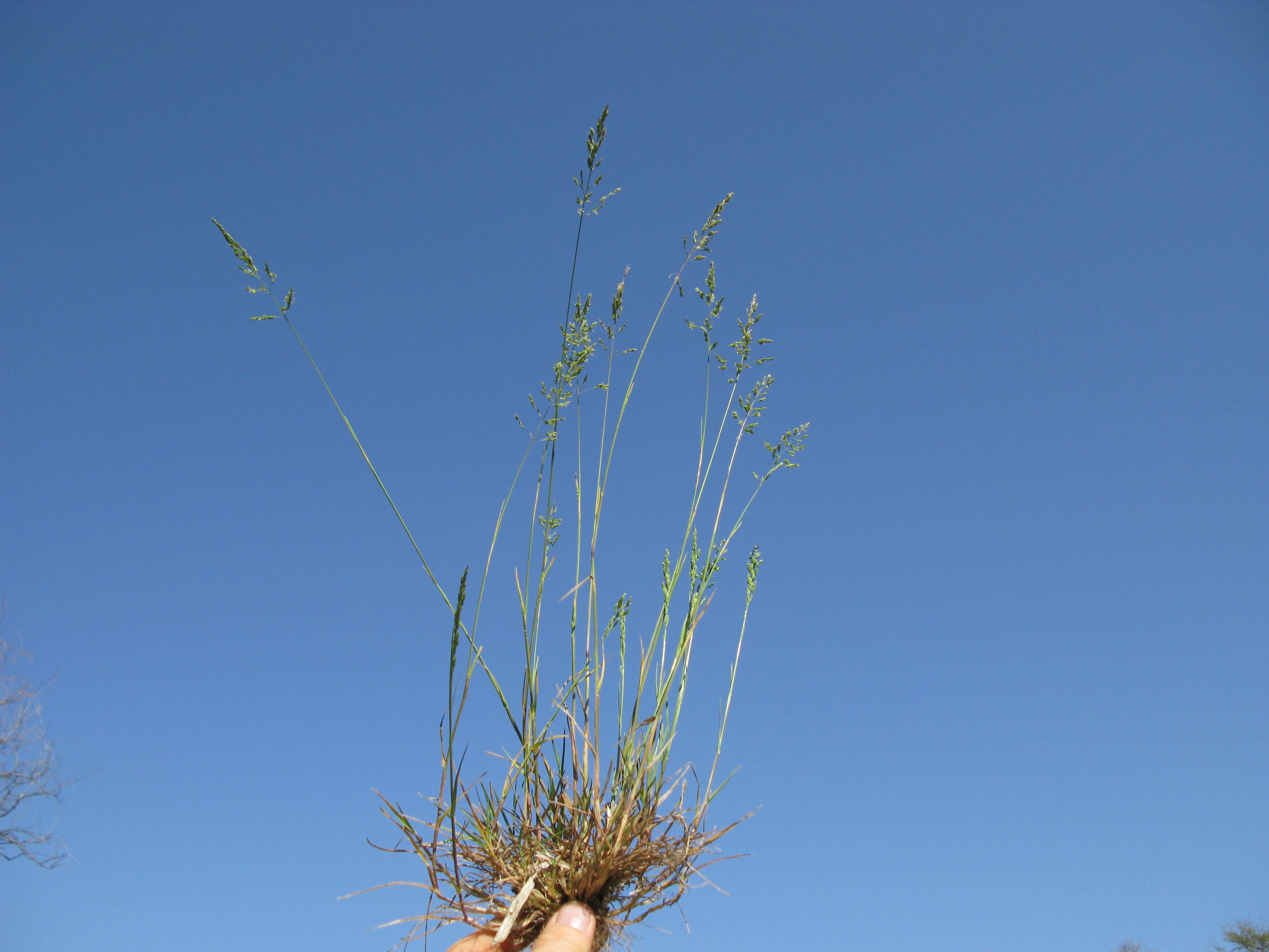 Image of bulbous bluegrass