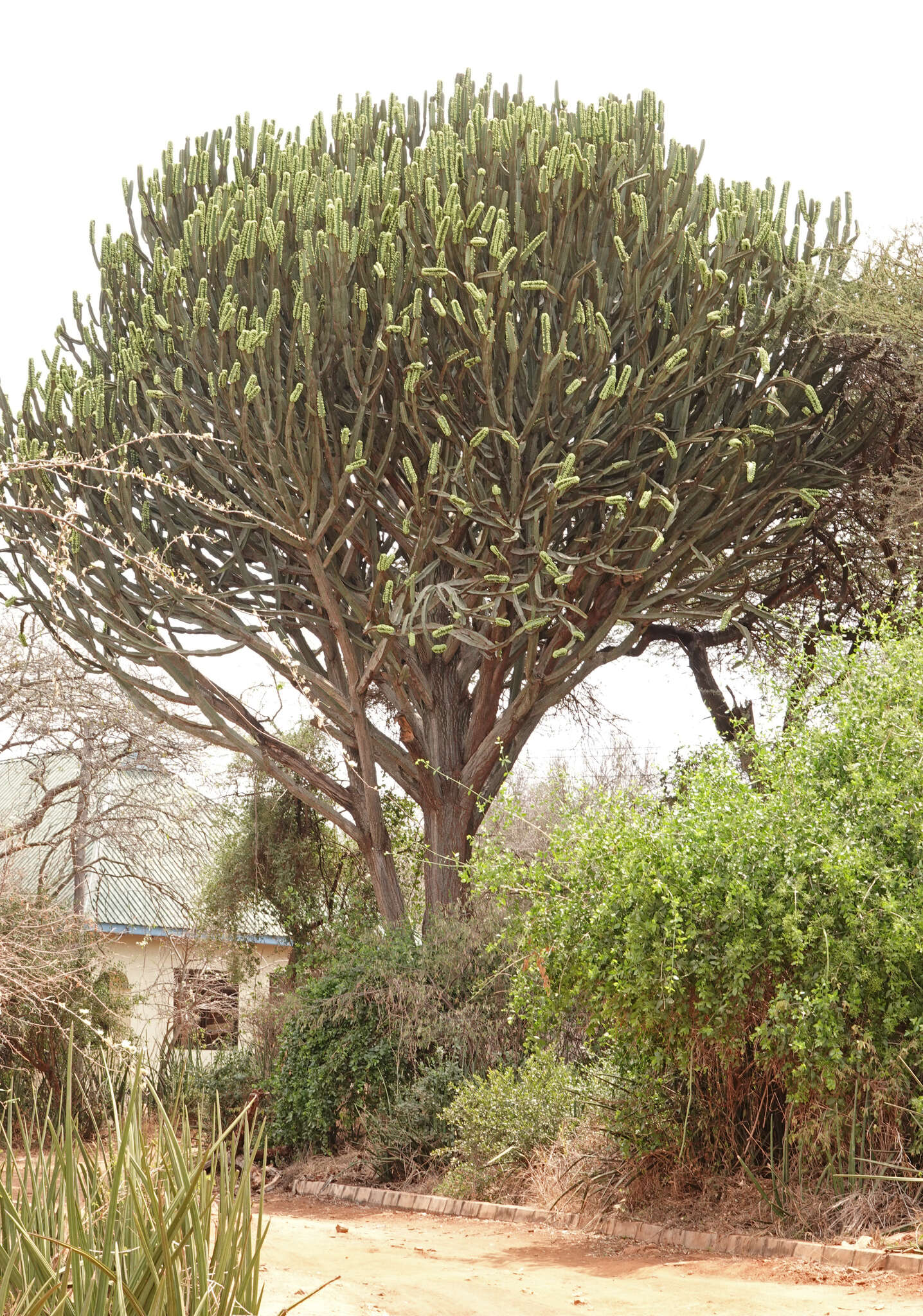 Image of Candelabra tree