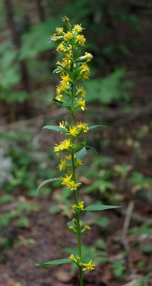 Image of largeleaf goldenrod