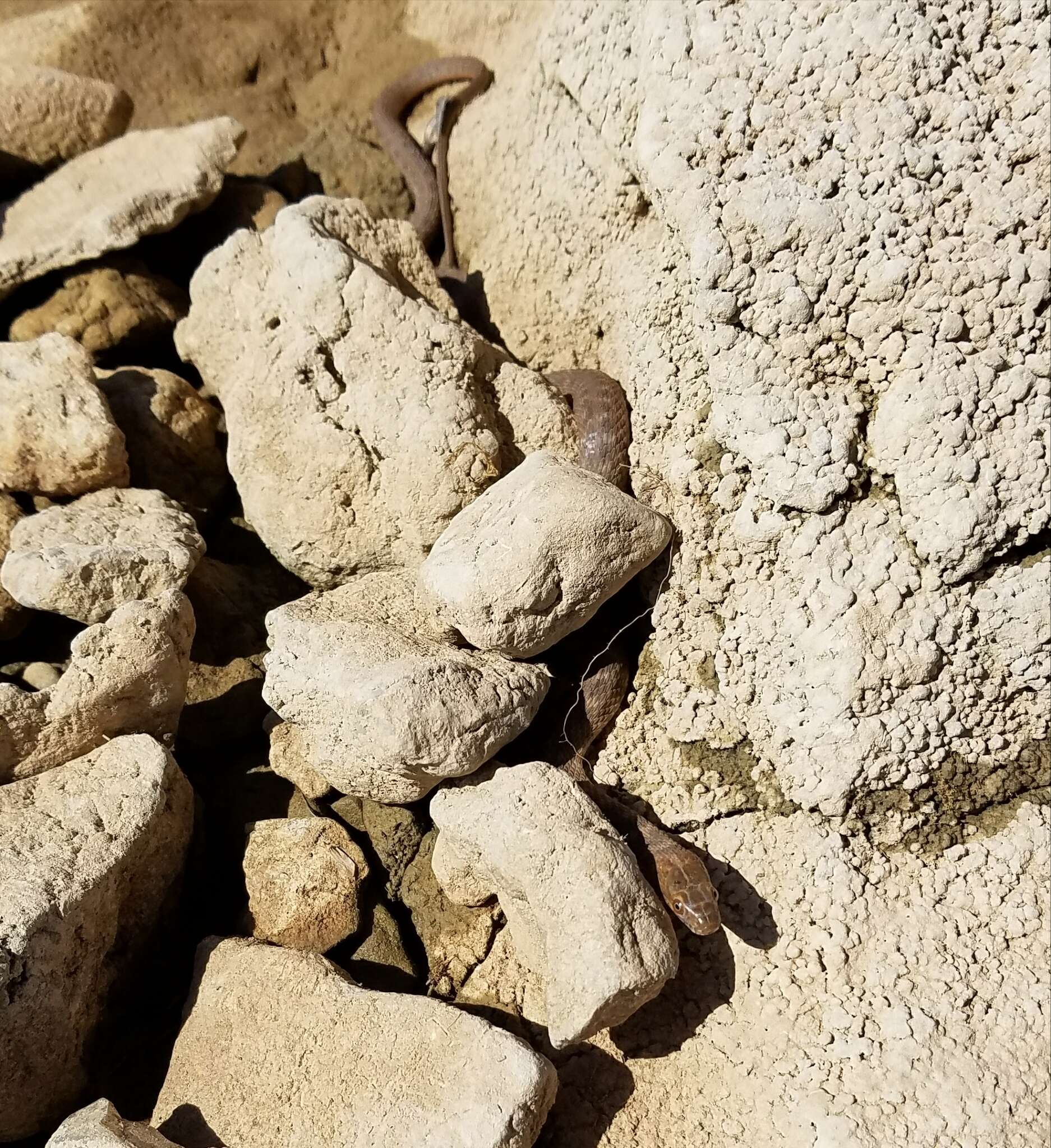 Image of Brazos Water Snake