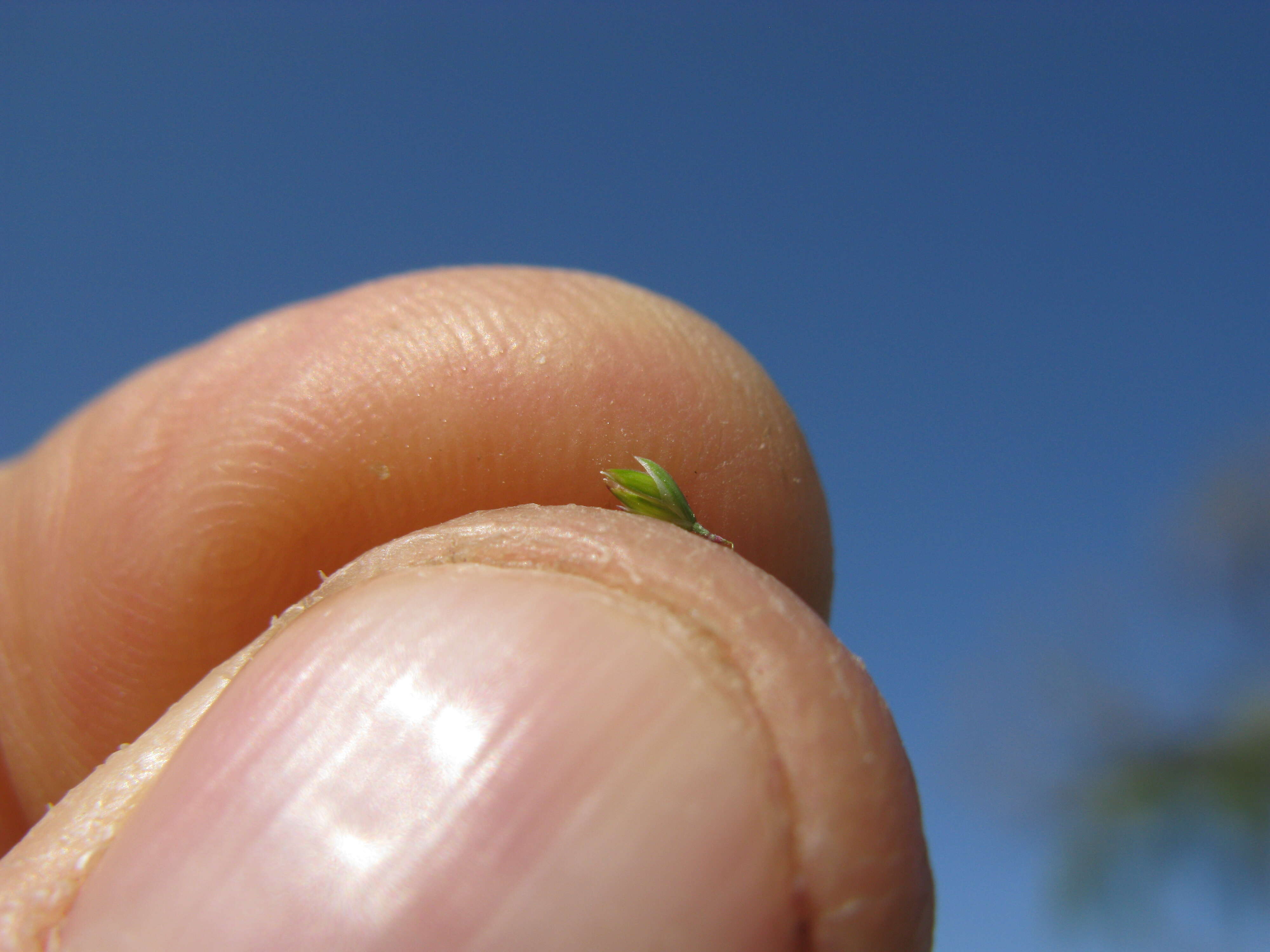 Imagem de Poa bulbosa L.